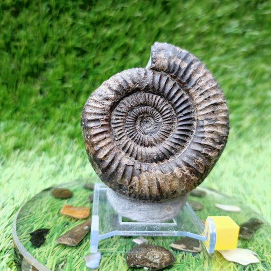 Ammonite fossil large Whitby Yorkshire