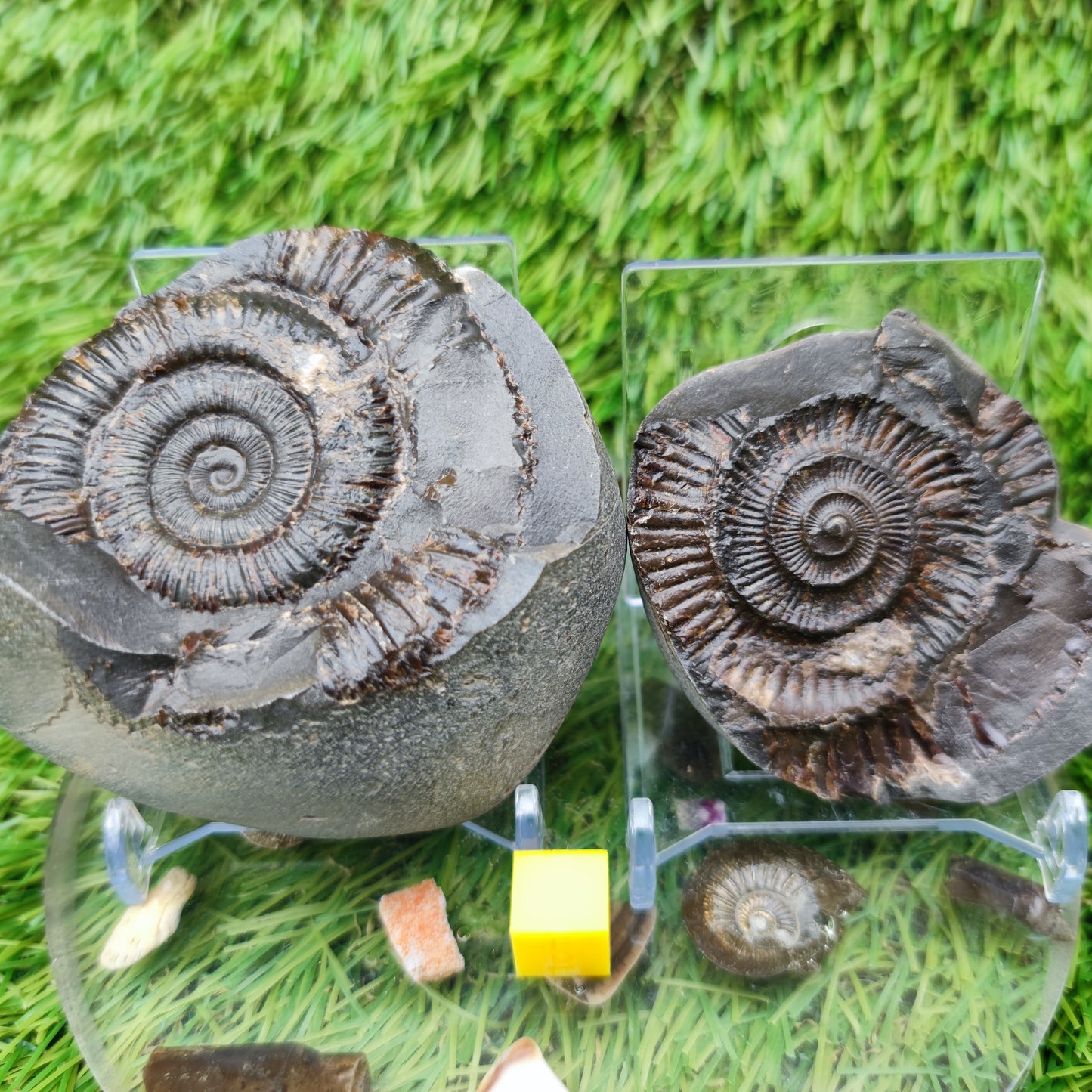Dactylioceras ammonite fossil split pair Jurassic coast