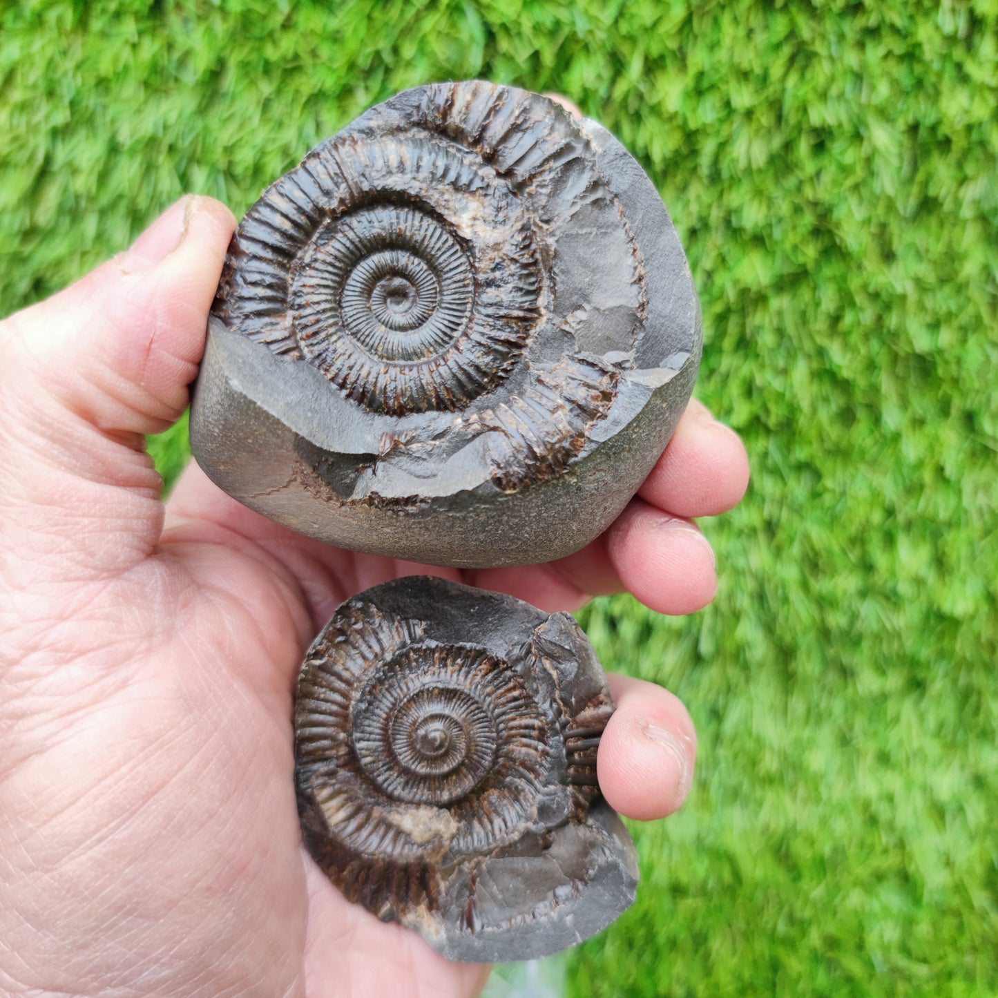 Dactylioceras ammonite fossil split pair Jurassic coast