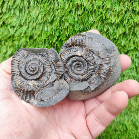 Dactylioceras ammonite fossil split pair Jurassic coast
