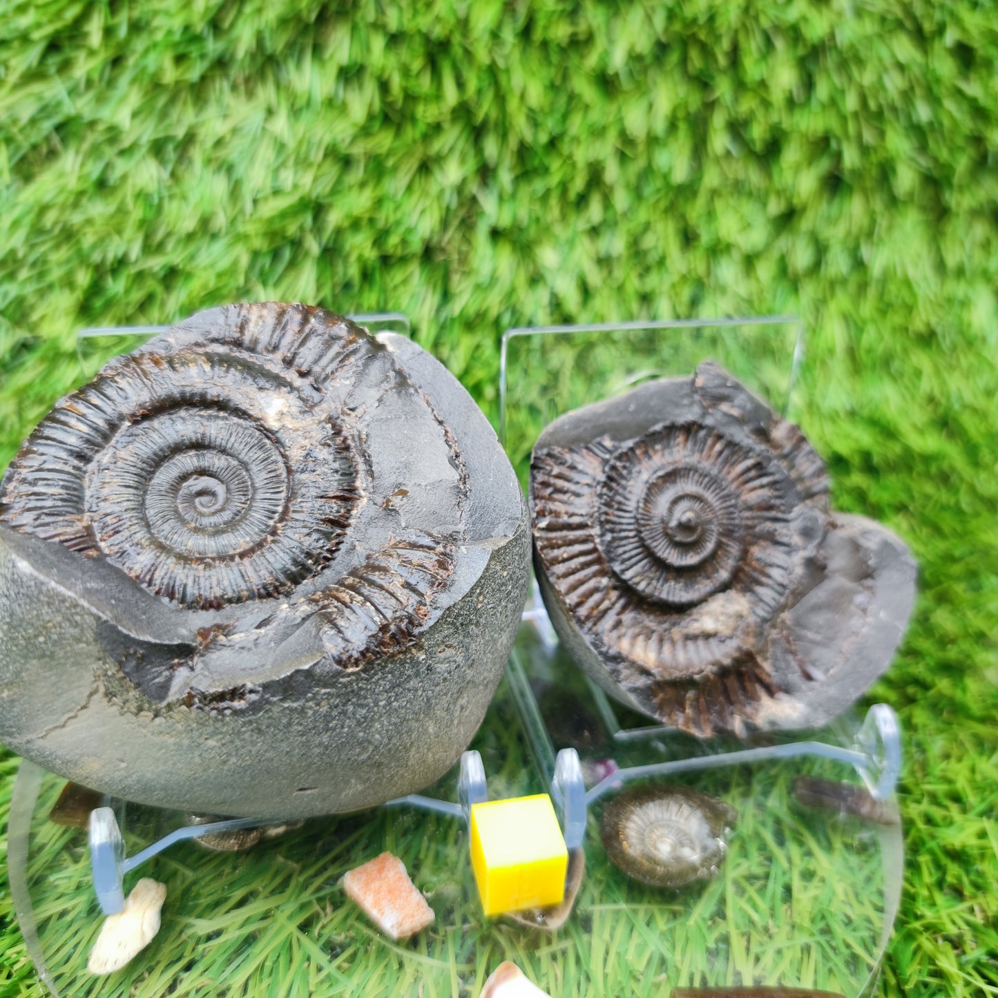 Dactylioceras ammonite fossil split pair Jurassic coast