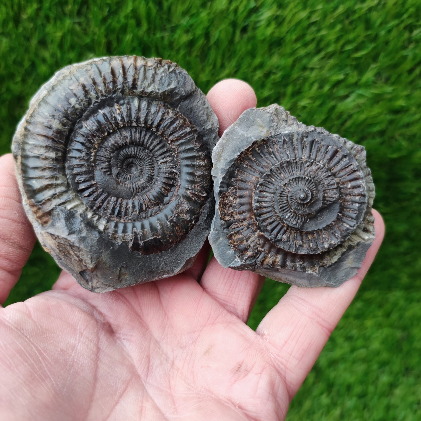 Whitby ammonite fossil split pair Jurassic coast