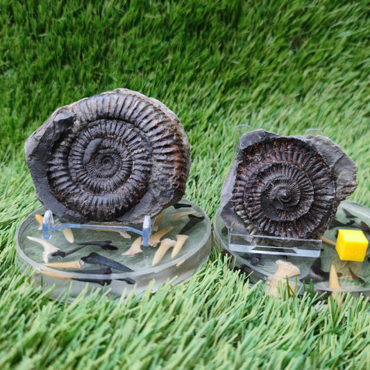 Whitby ammonite fossil split pair Jurassic coast