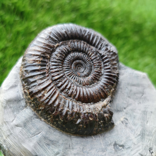 Ammonite fossil Runswick bay Yorkshire