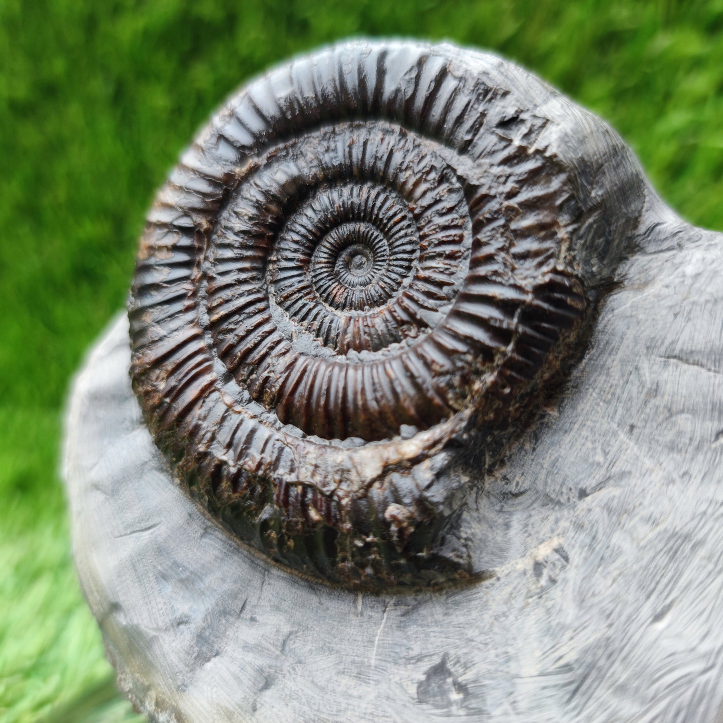 Ammonite fossil Runswick bay Yorkshire
