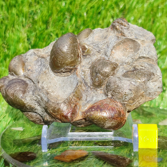 Fossil Shell block North Yorkshire Fossils