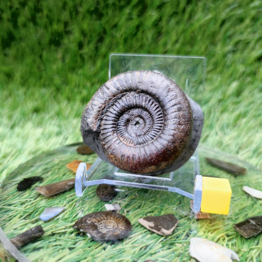 Small ammonite fossil Whitby