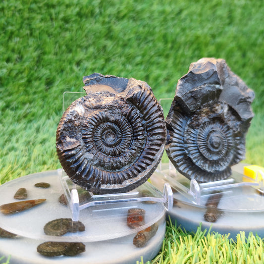Ammonite fossil split pair Whitby Yorkshire Jurassic coast