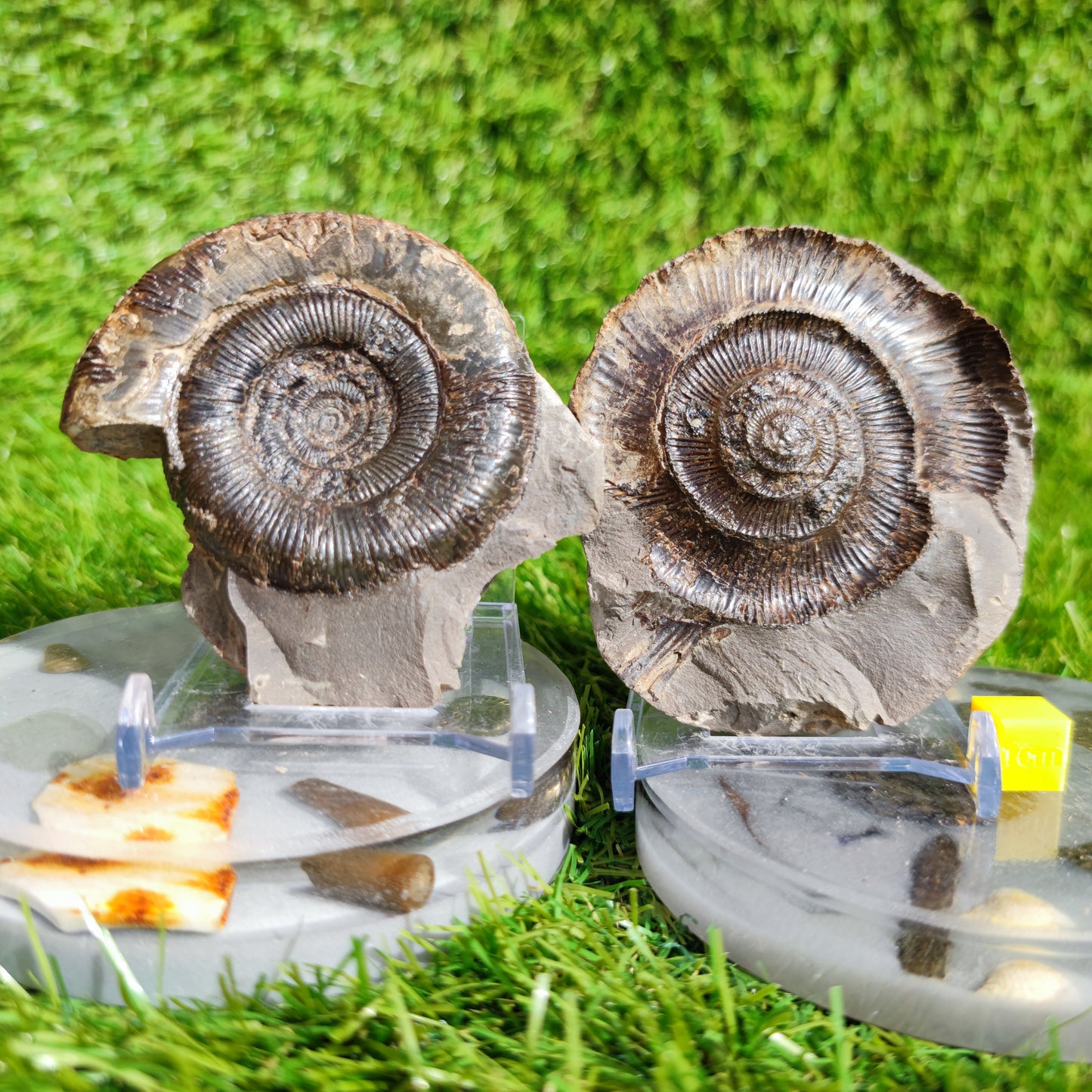 Dactylioceras Tenuicostatum ammonite fossil split pair Yorkshire