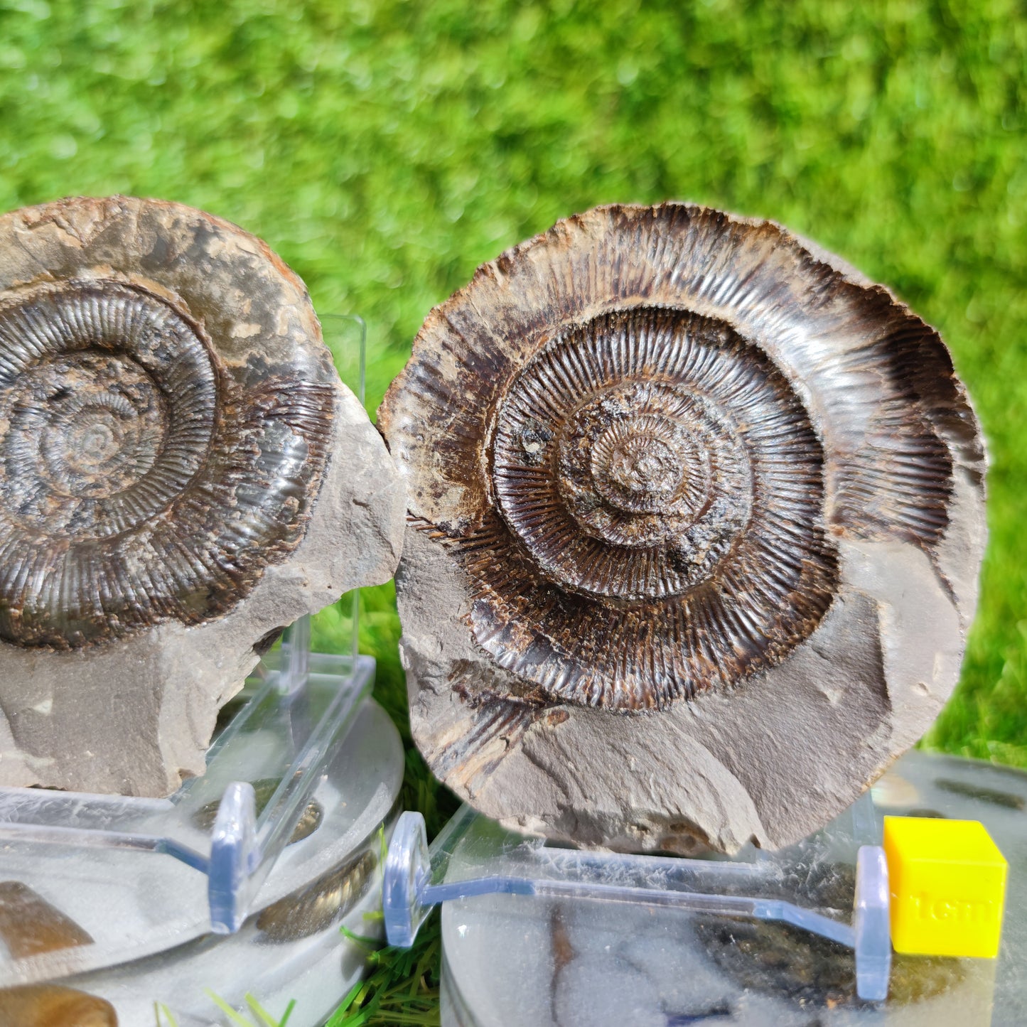 Dactylioceras Tenuicostatum ammonite fossil split pair Yorkshire