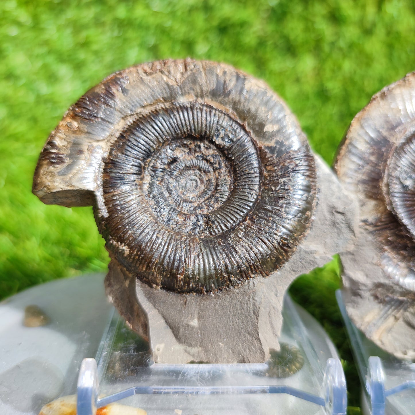 Dactylioceras Tenuicostatum ammonite fossil split pair Yorkshire