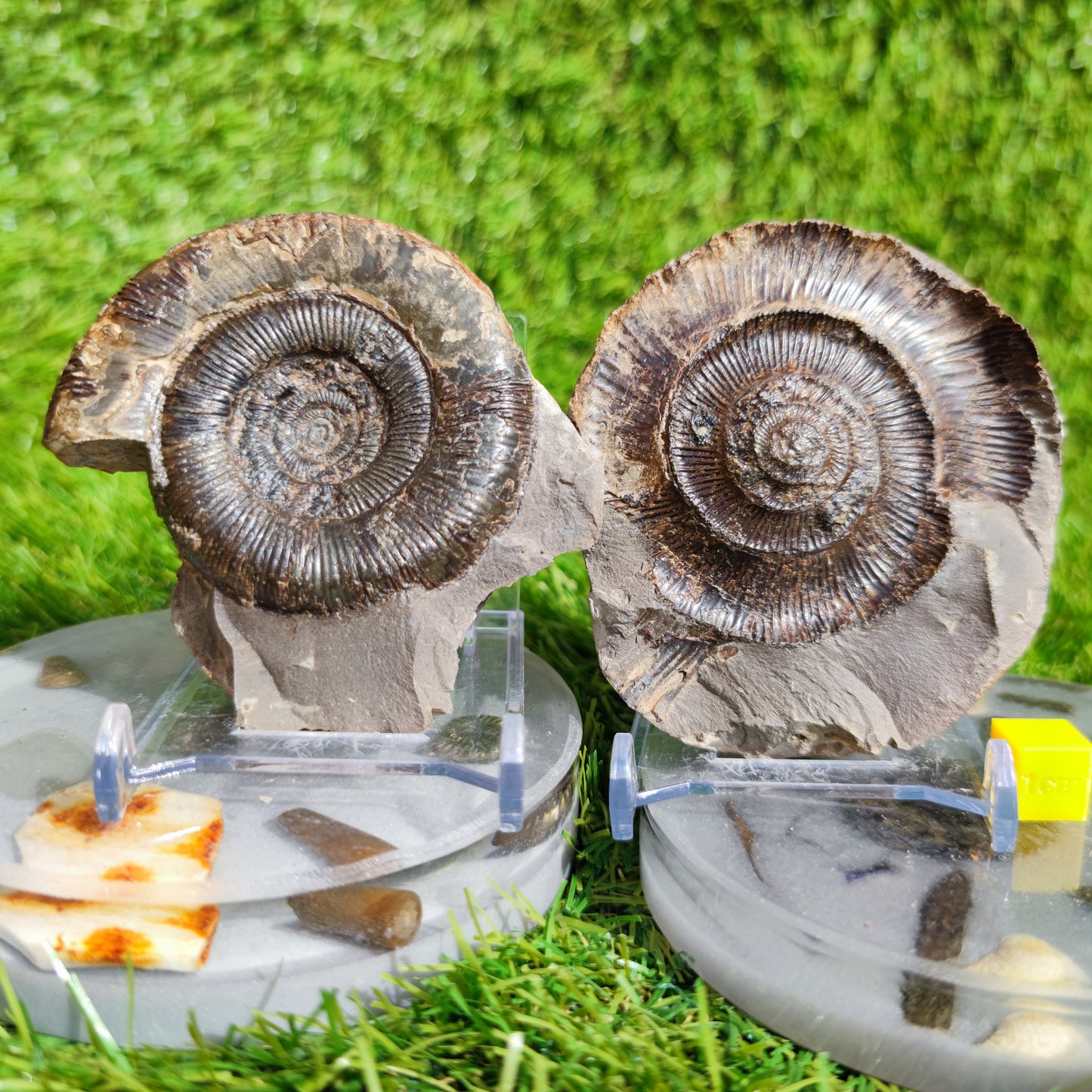 Dactylioceras Tenuicostatum ammonite fossil split pair Yorkshire
