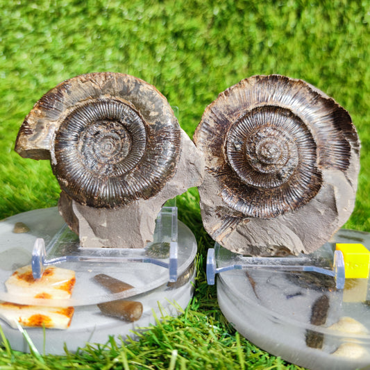 Dactylioceras Tenuicostatum ammonite fossil split pair Yorkshire