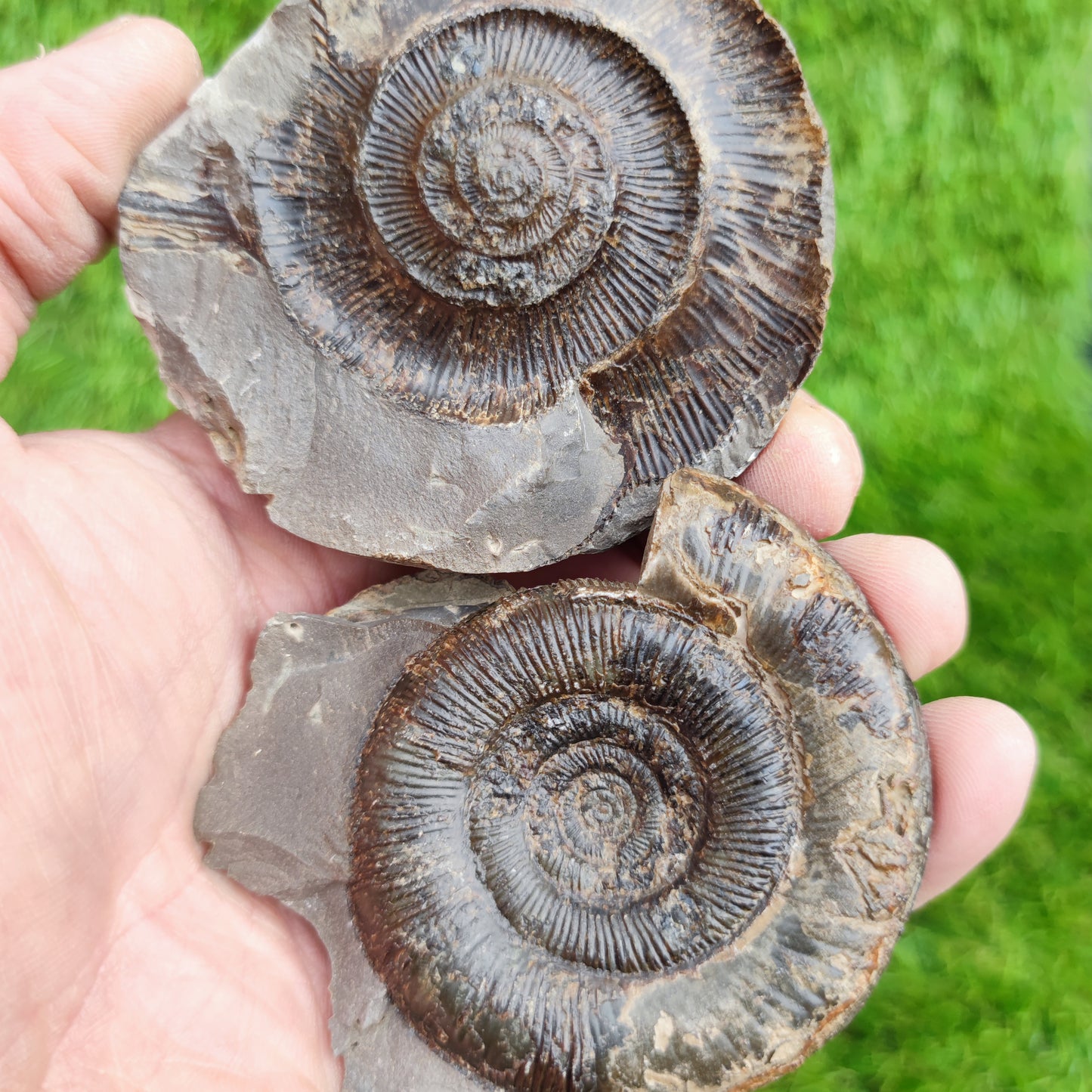 Dactylioceras Tenuicostatum ammonite fossil split pair Yorkshire