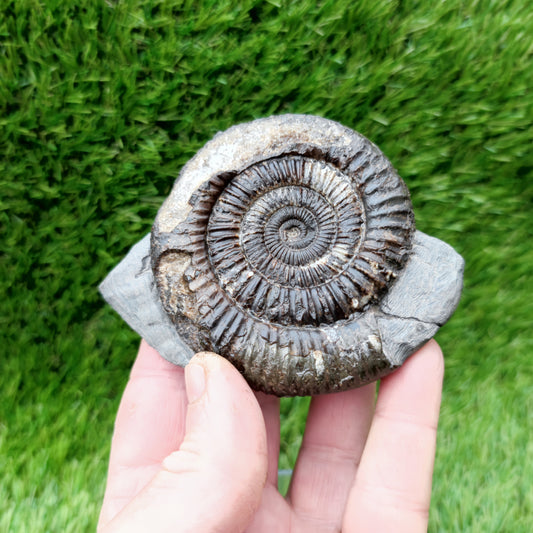 Ammonite fossil Whitby big with calcite crystal