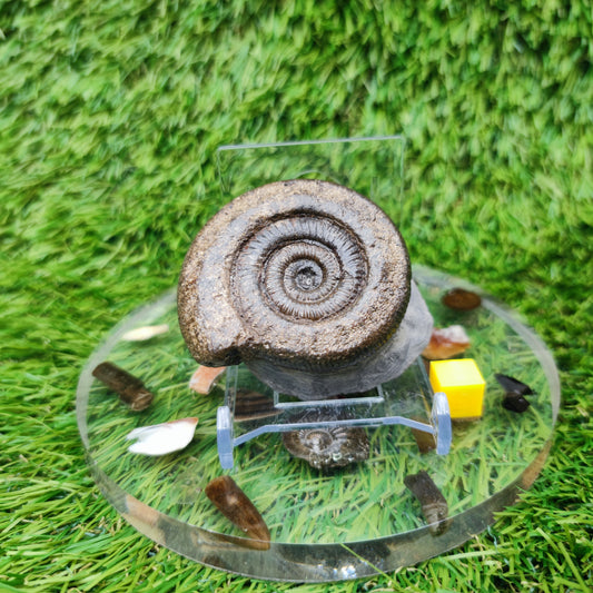 Whitby fossil ammonite Jurassic coast