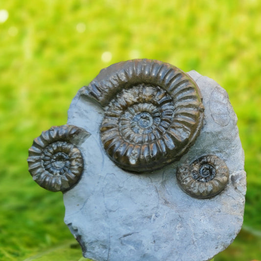 Arnioceras ammonite multi block Robin Hoods bay Yorkshire