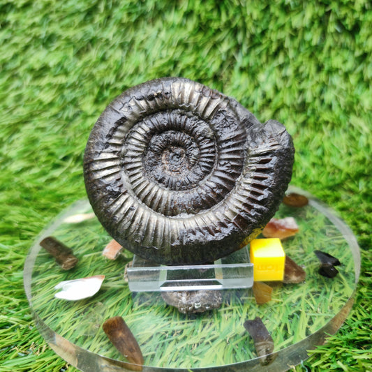 Ammonite fossil Sandsend Yorkshire