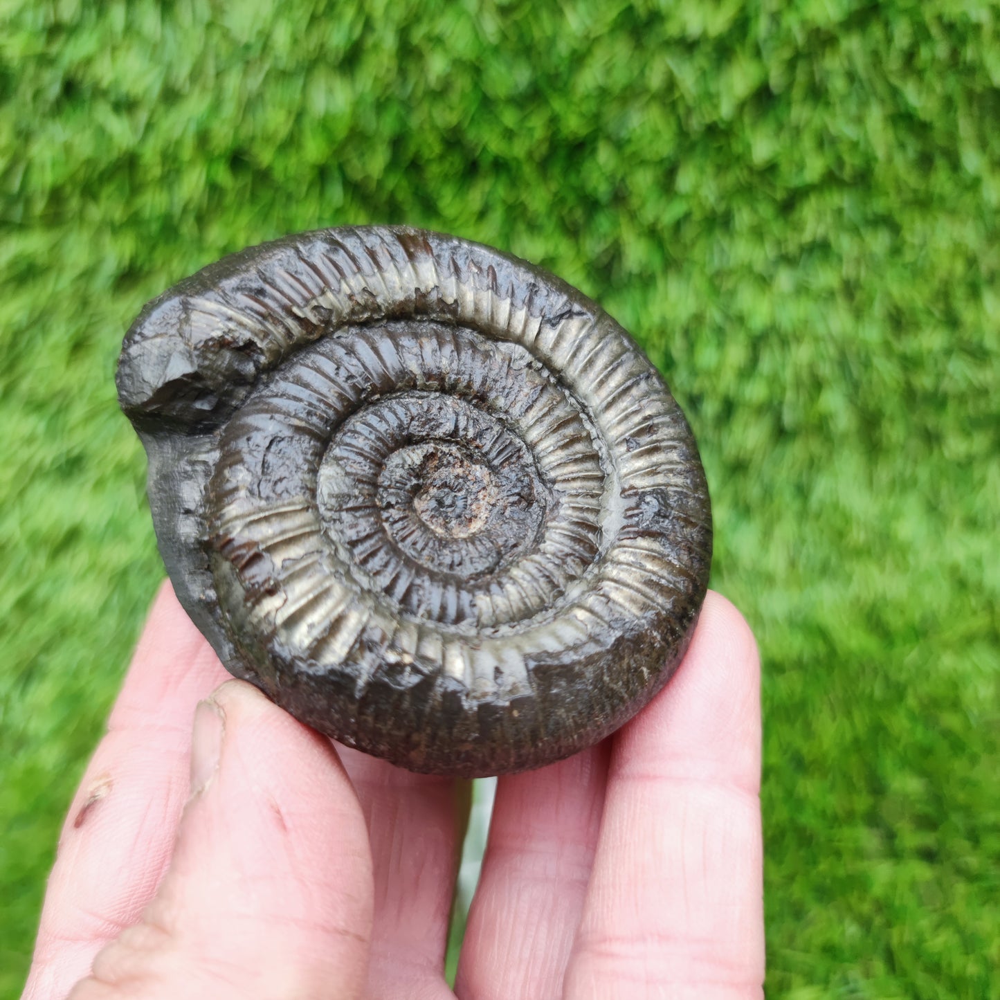 Ammonite fossil Sandsend Yorkshire