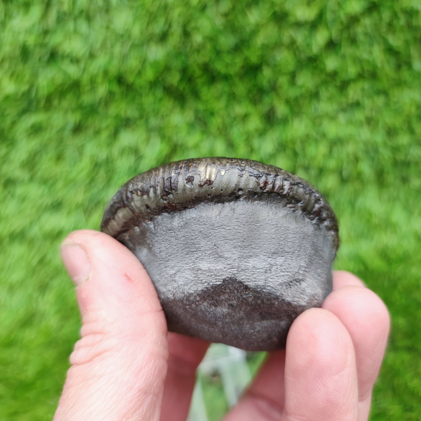 Ammonite fossil Sandsend Yorkshire