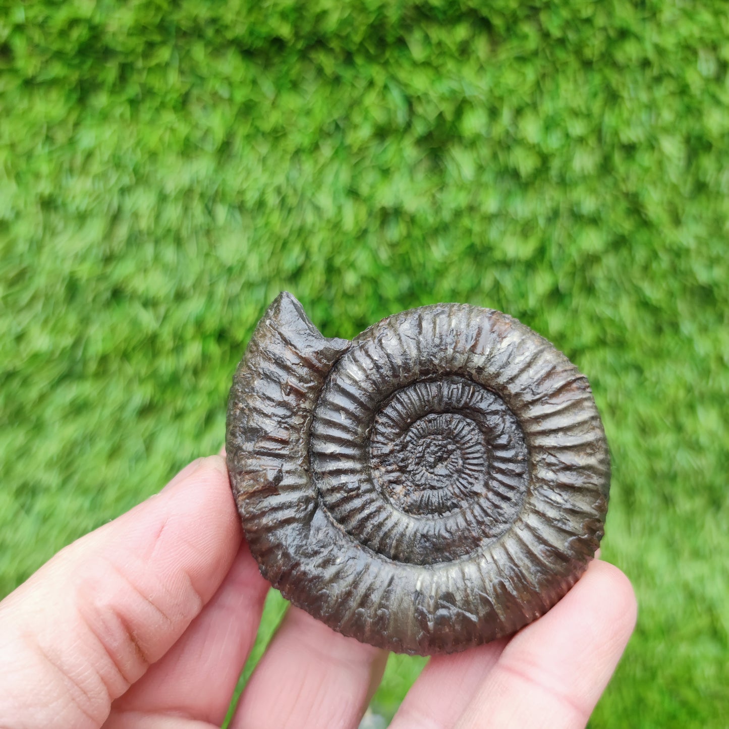 Ammonite fossil Sandsend Yorkshire