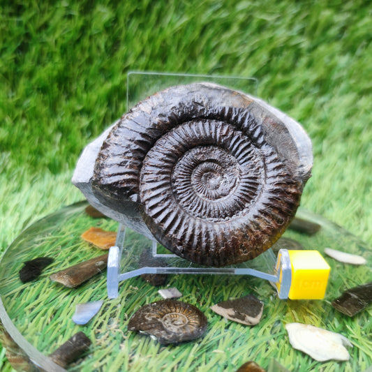 Ammonite fossil Runswick Bay