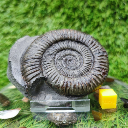 Ammonite fossil golden Port Mulgrave Yorkshire