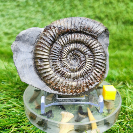 Dactylioceras ammonite fossil Whitby Yorkshire UK Golden