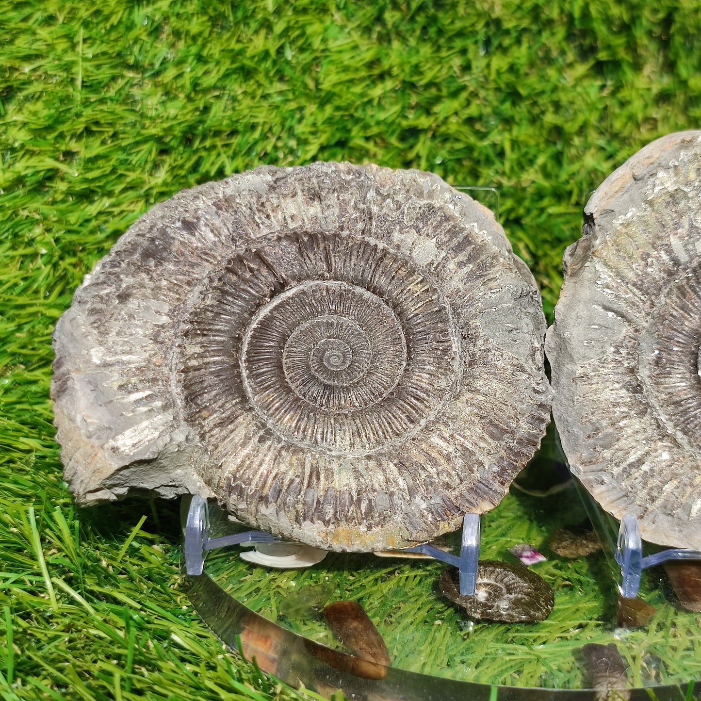 Golden fossil Whitby fools gold ammonite
