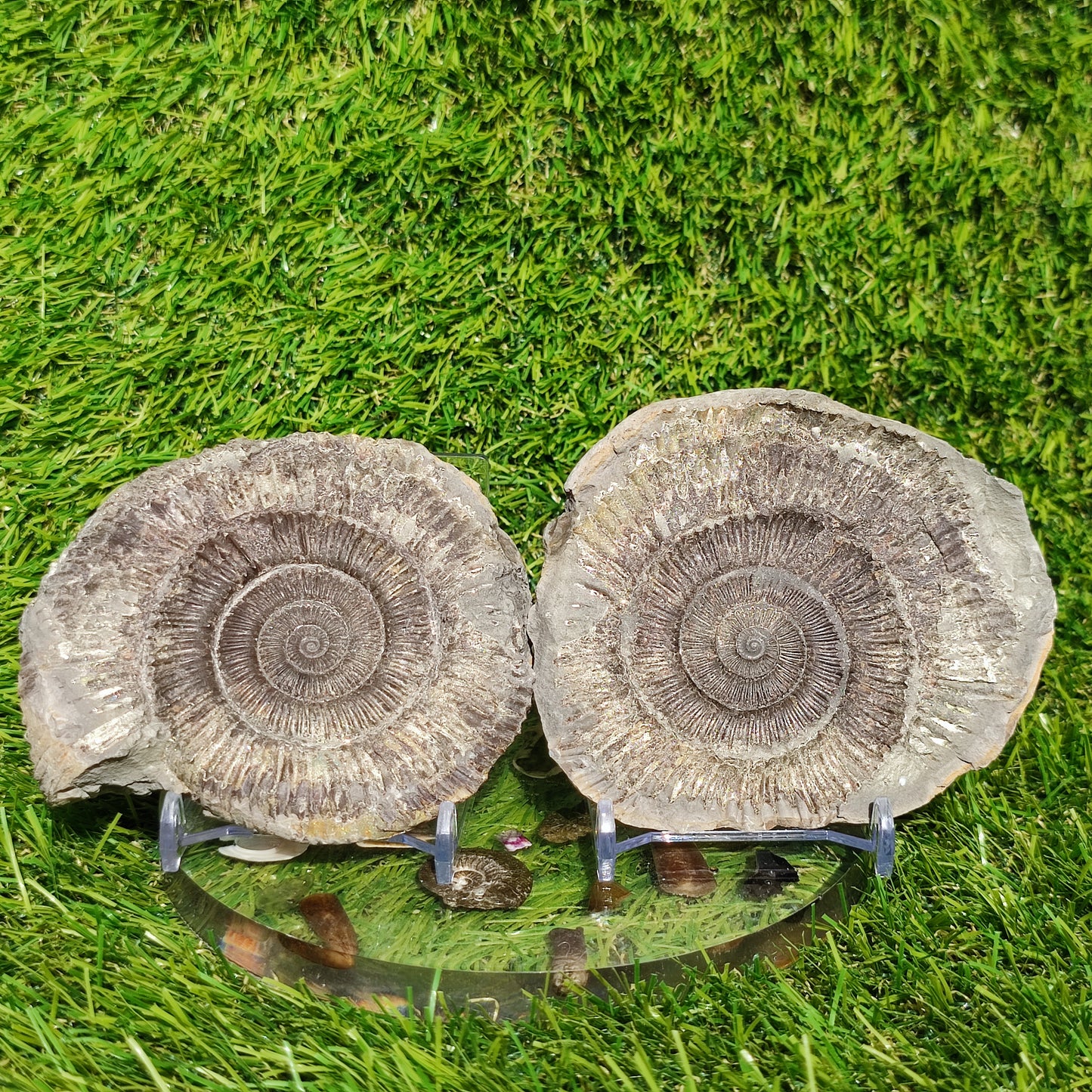 Golden fossil Whitby fools gold ammonite