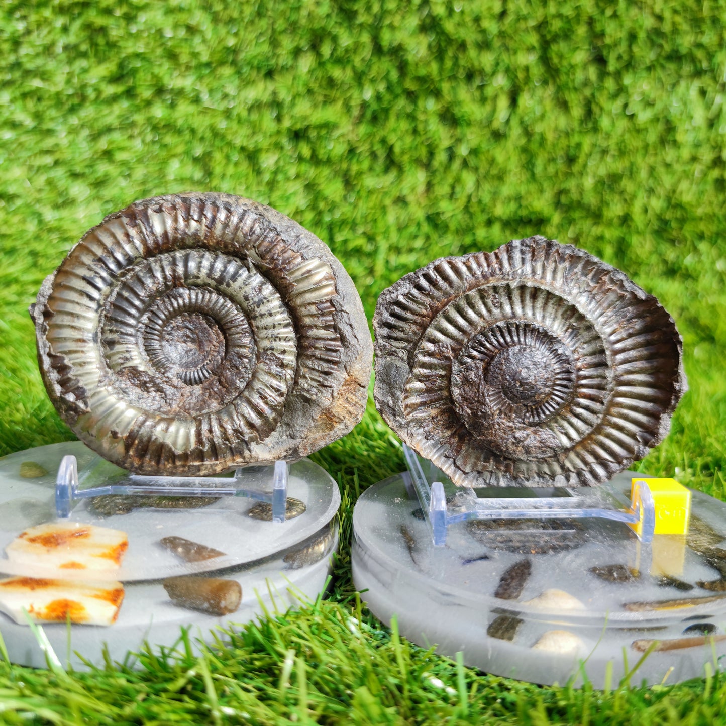 Fossil ammonite split pair golden colour Whitby