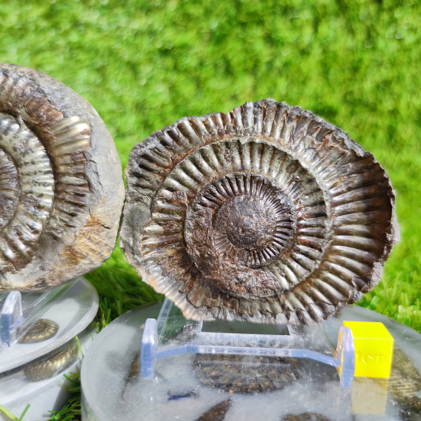 Fossil ammonite split pair golden colour Whitby