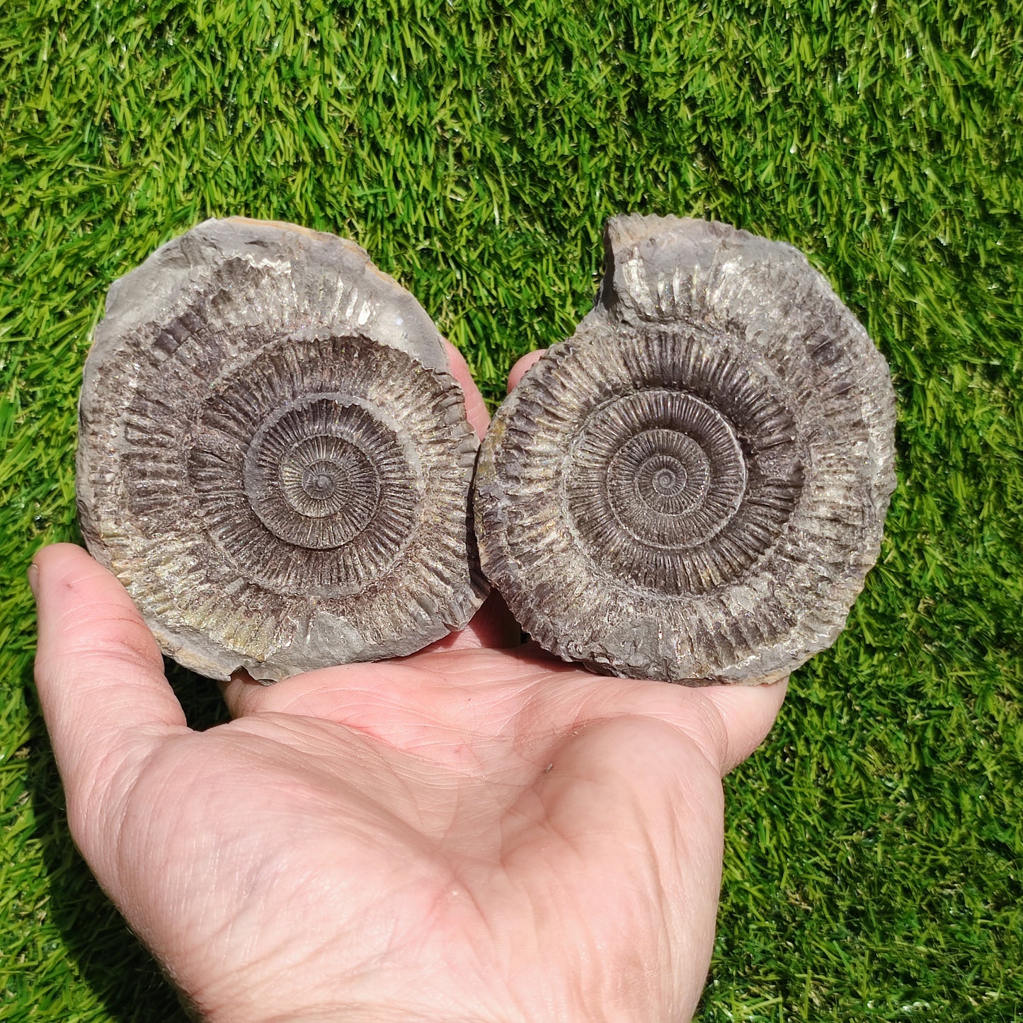 Golden fossil Whitby fools gold ammonite