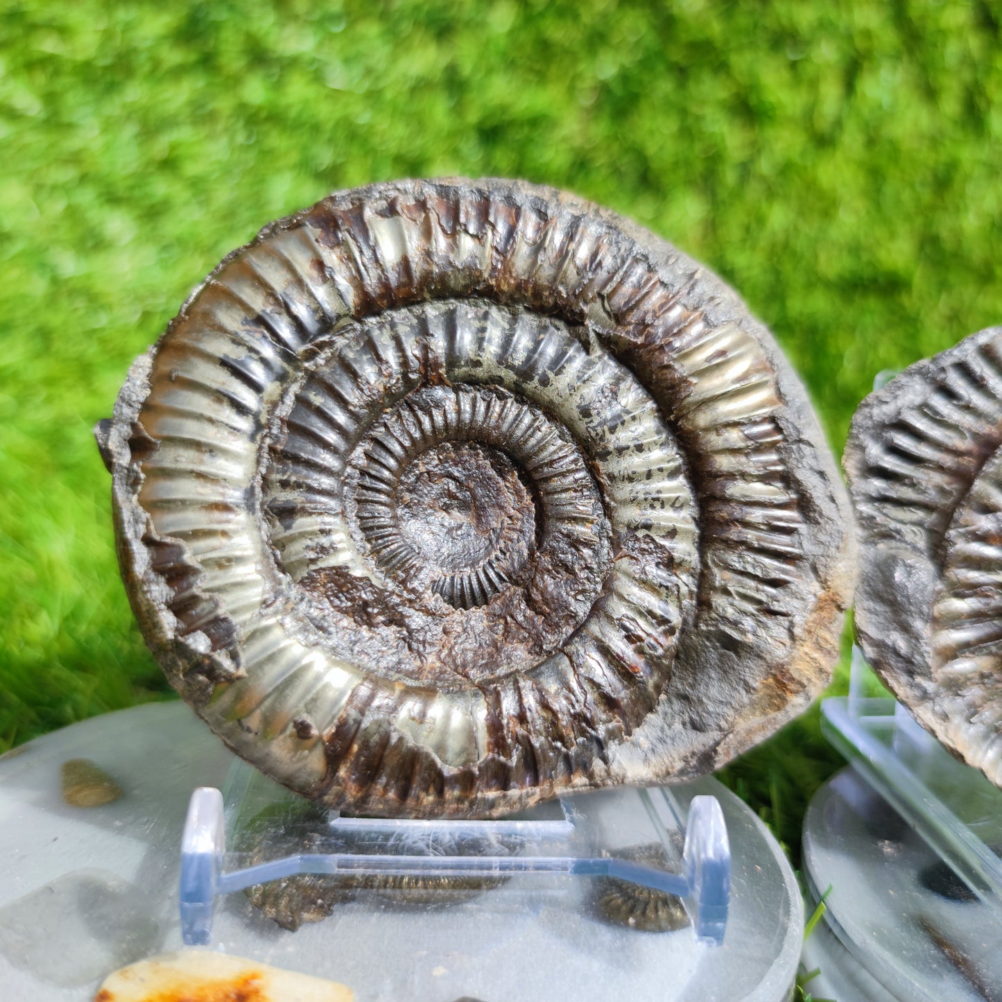 Fossil ammonite split pair golden colour Whitby