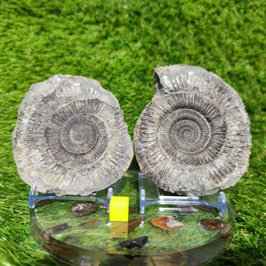 Golden fossil Whitby fools gold ammonite
