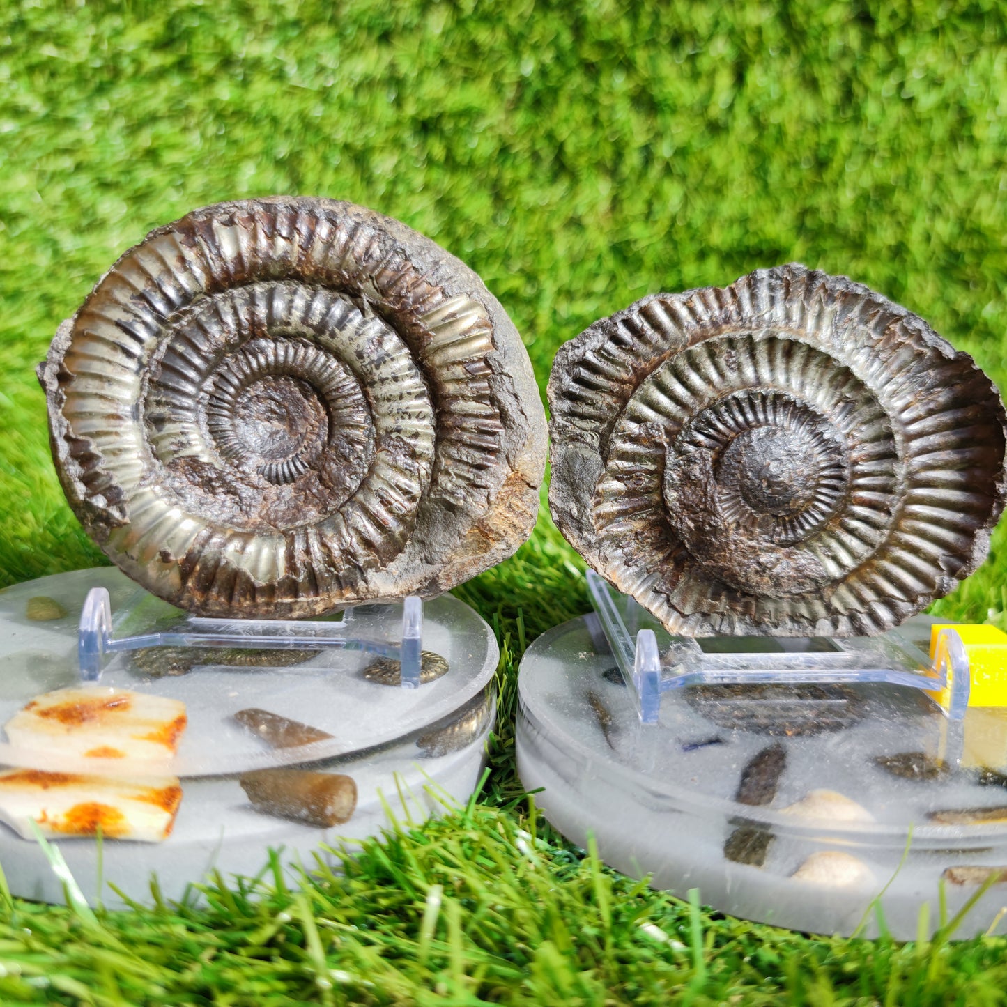 Fossil ammonite split pair golden colour Whitby