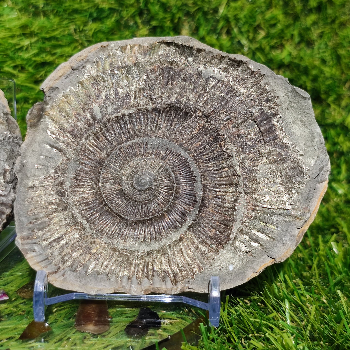 Golden fossil Whitby fools gold ammonite