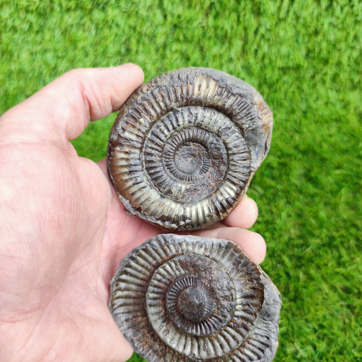 Fossil ammonite split pair golden colour Whitby