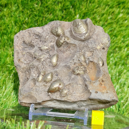 Shell block Golden North Yorkshire Fossils