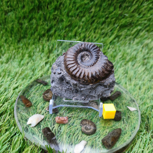 Grammoceras ammonite fossil Ravenscar Yorkshire