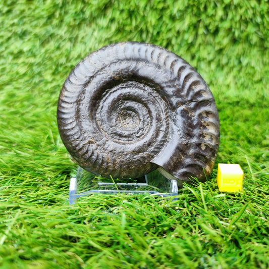 Fossil Whitby Hildoceras ammonite Jurassic coast