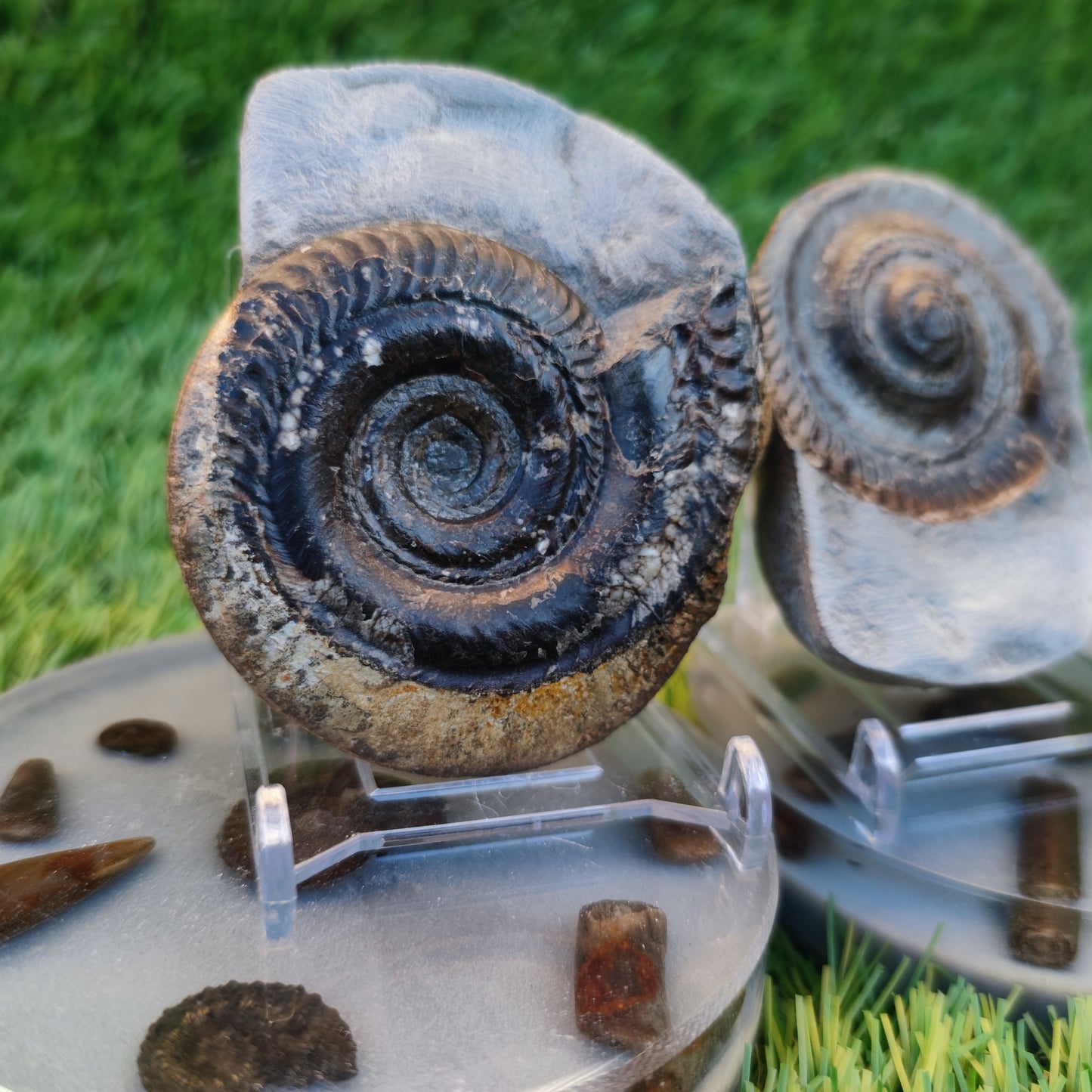 Hildoceras ammonite fossil split pair Yorkshire Jurassic coast