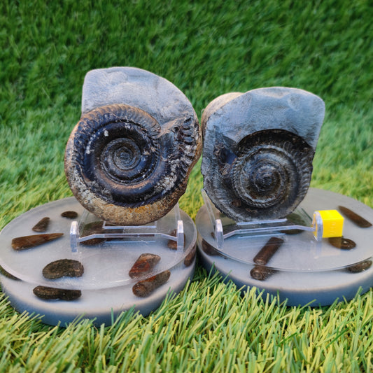 Hildoceras ammonite fossil split pair Yorkshire Jurassic coast