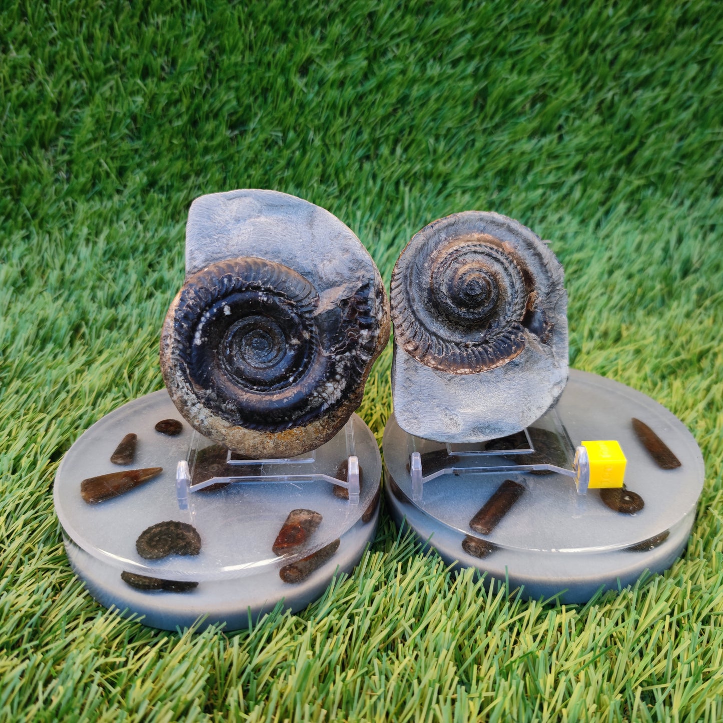 Hildoceras ammonite fossil split pair Yorkshire Jurassic coast