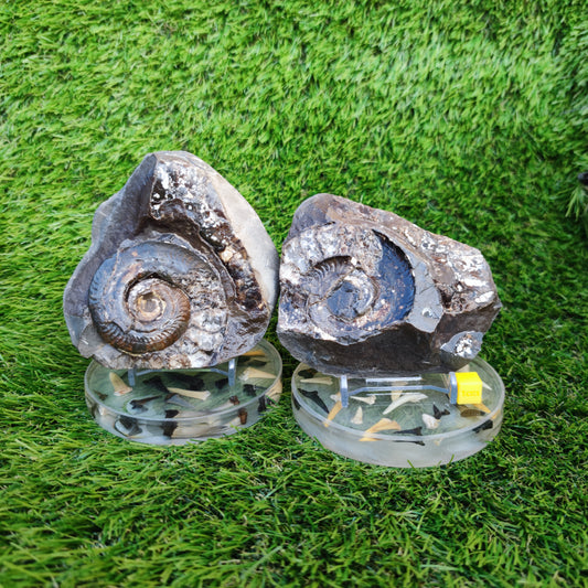 Stunning Hildoceras ammonite fossil split pair Whitby
