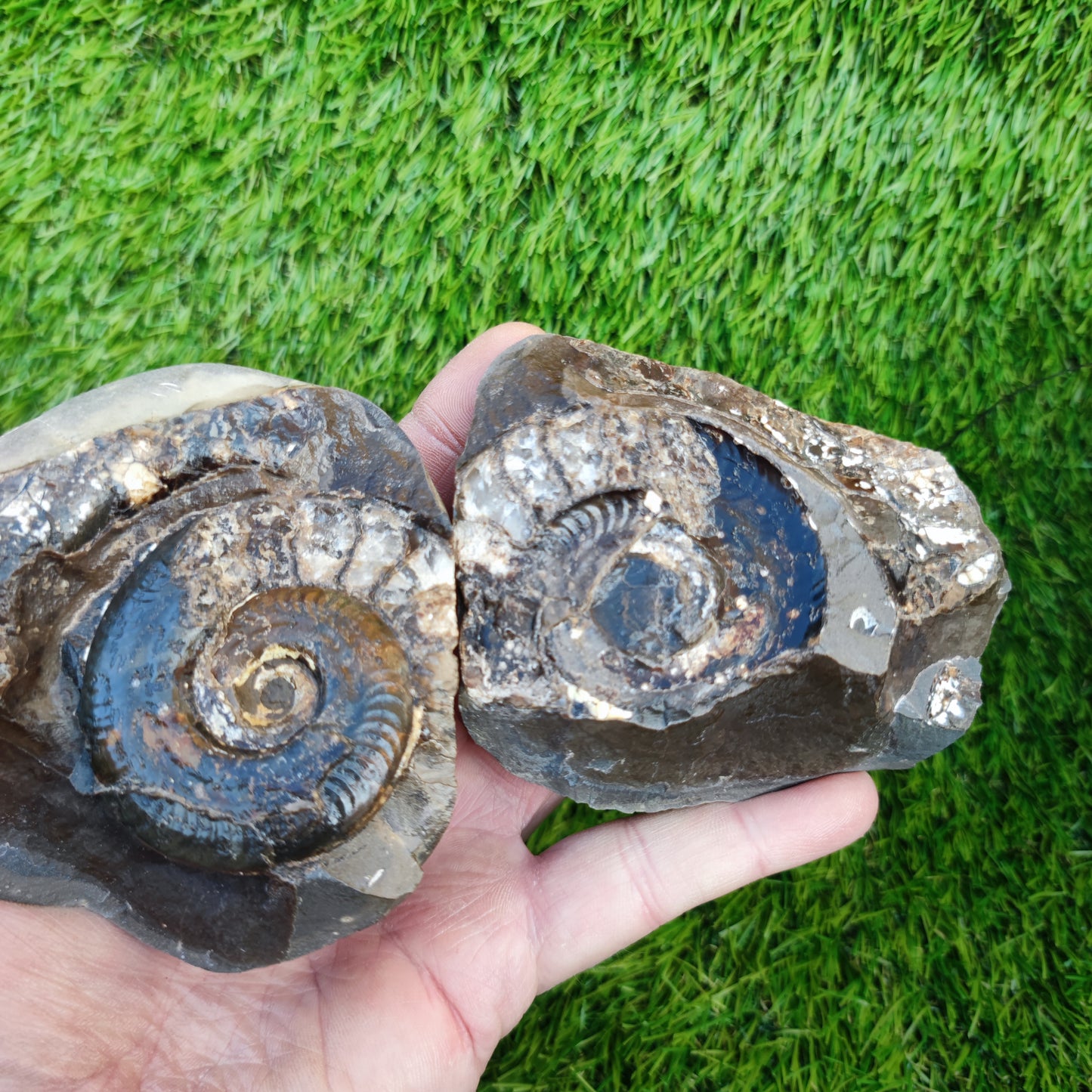 Stunning Hildoceras ammonite fossil split pair Whitby