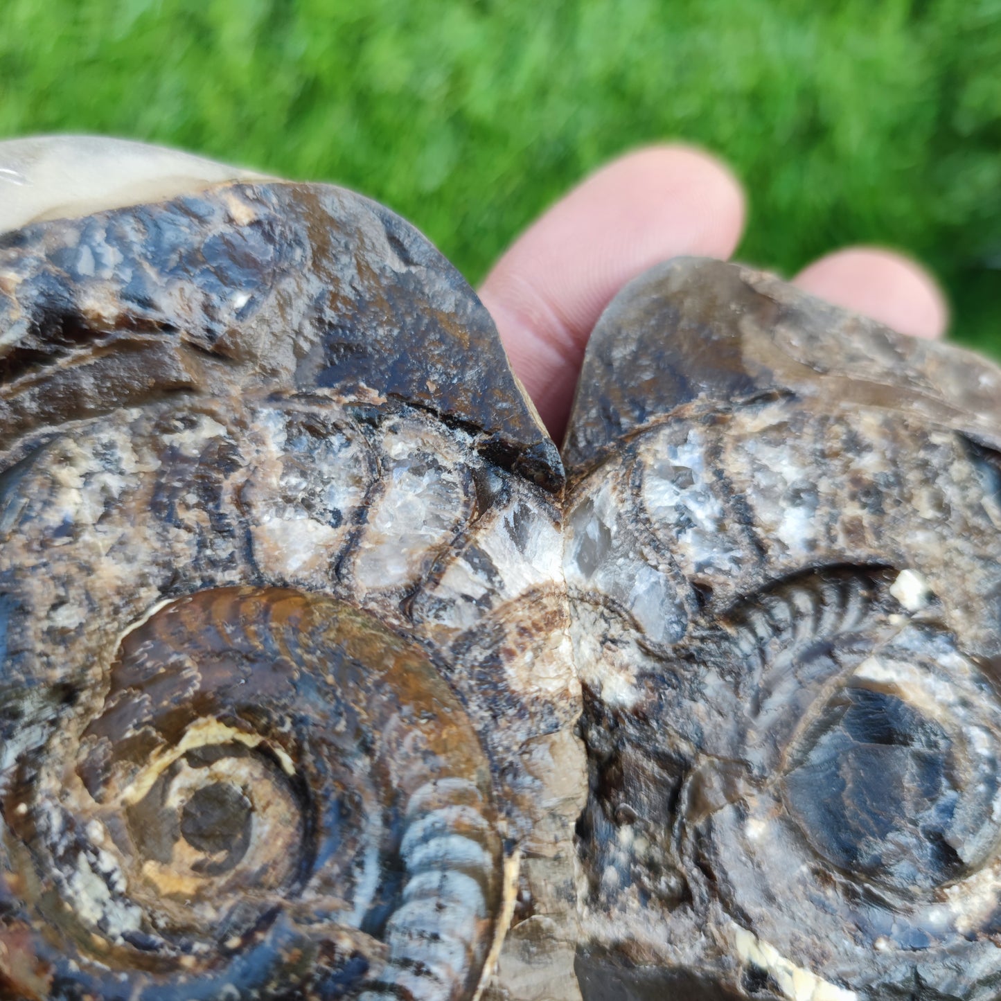 Stunning Hildoceras ammonite fossil split pair Whitby