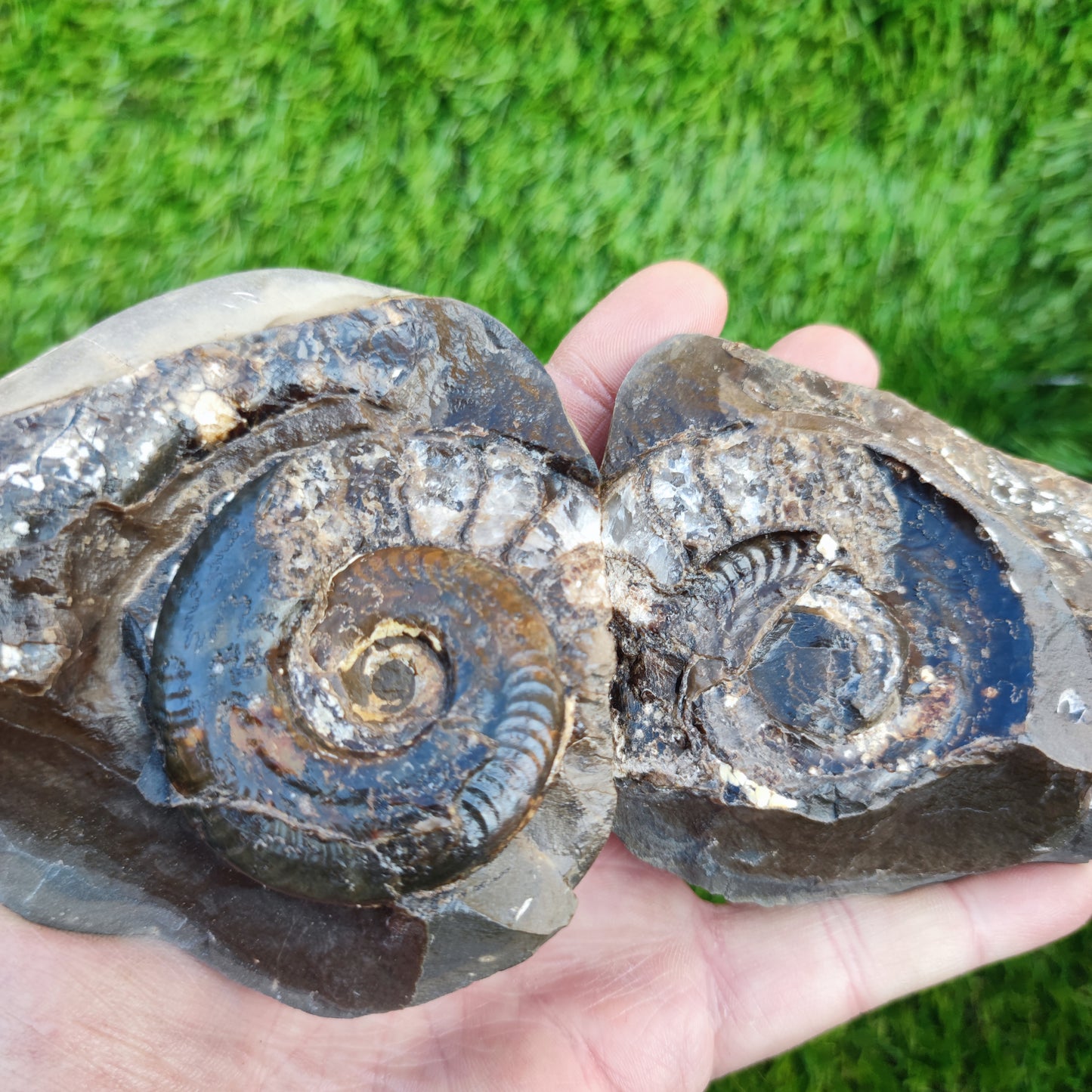 Stunning Hildoceras ammonite fossil split pair Whitby