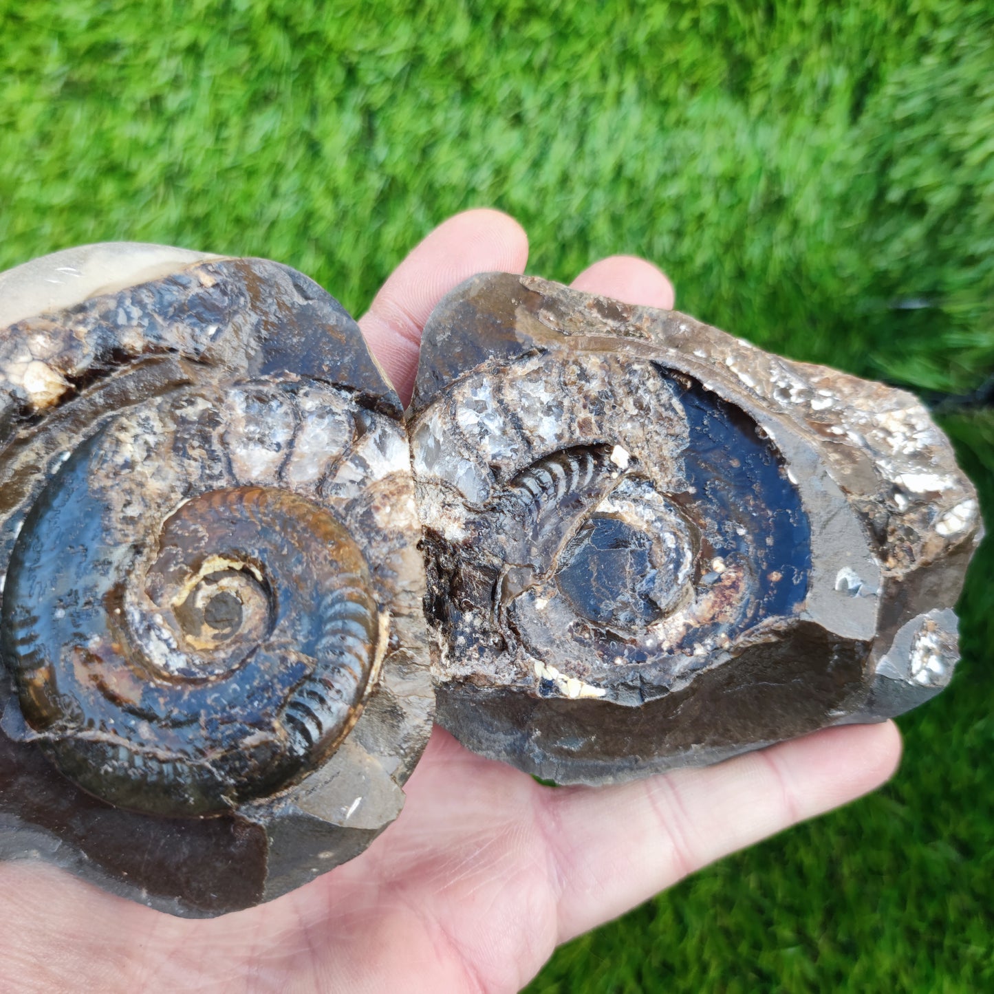 Stunning Hildoceras ammonite fossil split pair Whitby