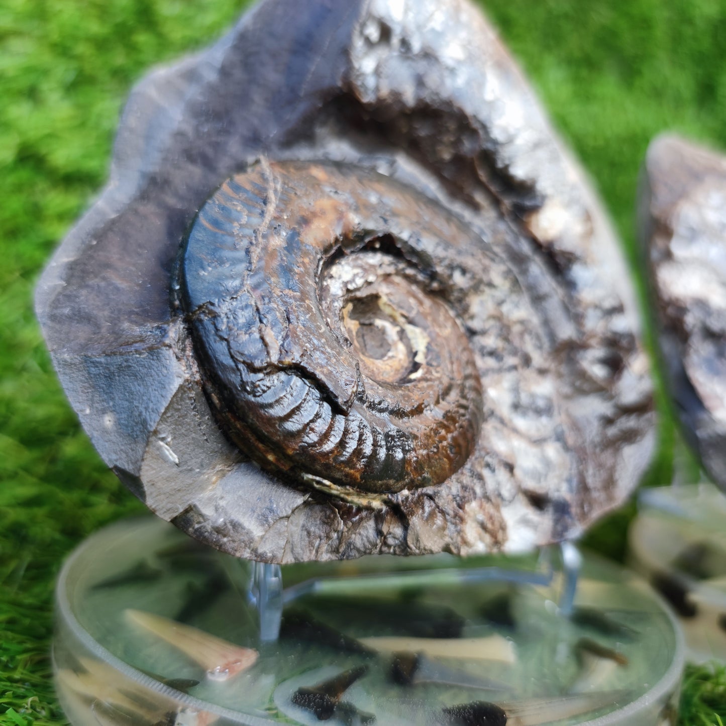 Stunning Hildoceras ammonite fossil split pair Whitby